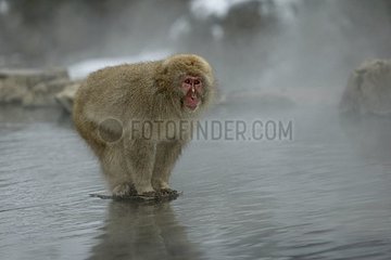 Japanische Makaken in einer Quelle von heißem Wasser