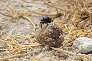 Dung beetle rolling a ball of dung mammals Etosha NP