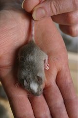 Unterschiedliche Phänotypen auf einer Maus