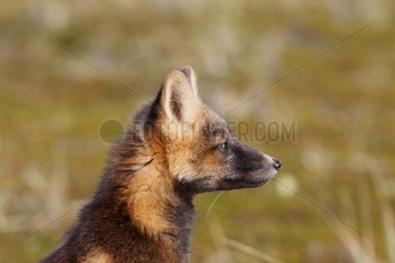Portrait of a young Red Fox in dark phase Alaska