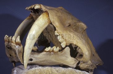 Crâne de Tigre aux dents de sabre Quaternaire USA