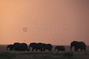 African elephants in the national park of Amboseli Kenya
