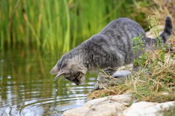 Young cat playing at the edge of water