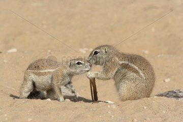 Meeting of south african ground squirrels at burrow Africa