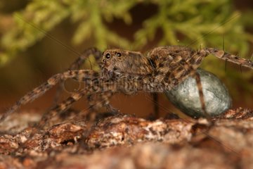 Female Wolf spider carrying its cocoon Sieuras Ariège France