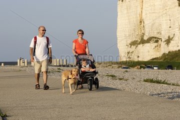 Labrador for a walk with his masters Normandy France