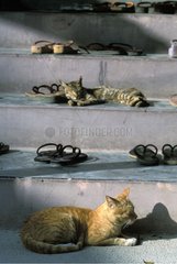 Katzen  die mitten in Flip-Flops-Burma auf einer Treppe schlafen
