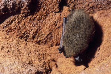 Bat in winter rest in an old mine Jura