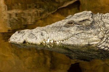 Krokodil des Null -Mannes groß von mehr als 4 m