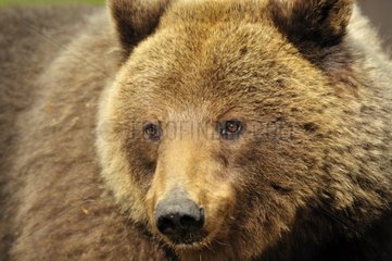 Portrait of Brown bear Martinselkonen Finland