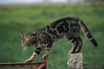 European Cat balances some on a gate France