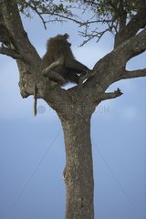 Anubis baboon shouting in a tree Masai Mara Kenya
