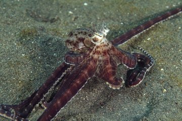 Mimic Octopus Indonesia