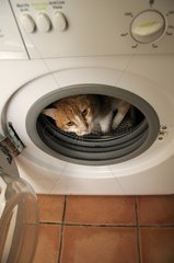 Weibliche europÃ¤ische Katze in einer Waschmaschine Frankreich
