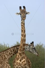 Masai giraffe fighting Masai Mara National Reserve Kenya
