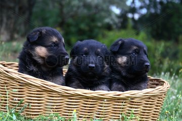 Puppies German shepherd sitting in a osier basket