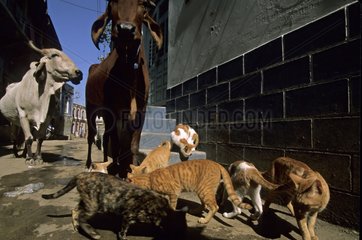 Cats eating in the street near cows India