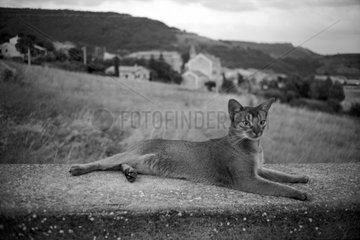 Abyssin Cat lying on a low wall in front of a village France