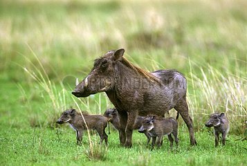 Attentive Desert Warthog female and its youngs Kenya
