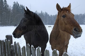 Horses in a snowy meadow in winter Bialowieza Poland