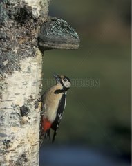 Male Great Spotted Woodpecker on trunk of birch Sweden