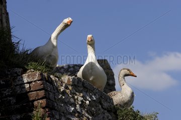 Domestic geese on a wall