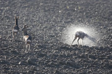 Roe deer snorting in a field Der lake France