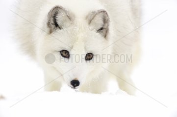 PortrÃ¤t eines arktischen Fuchs  der nach Nahrung sucht