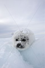 Porträt von Whitecoat on Ice Madeleine Islands Quebec Kanada