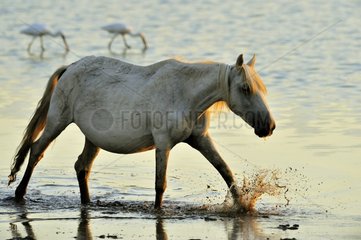 Camargue horse walking in a pond in the Camargue