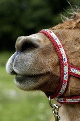 Anhaftung des Halfters eines Lamas  der für Wanderungen Frankreich verwendet wird