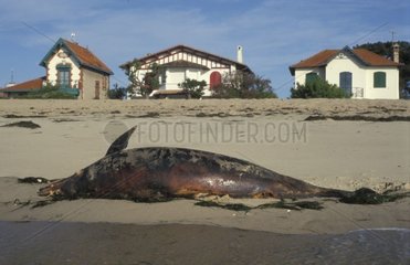 Dauphin commun échoué sur la plage Cap ferret Gironde
