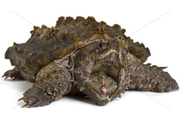 Agressive Alligator snapping turtle