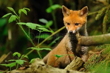 Junger roter Fuchs in Burrow Normandie Frankreich