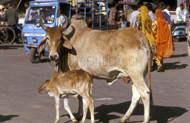 Sacred cow and its calf in the middle of the traffic Jodhpur
