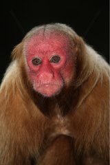 Portrait of Uakari monkey Brazil