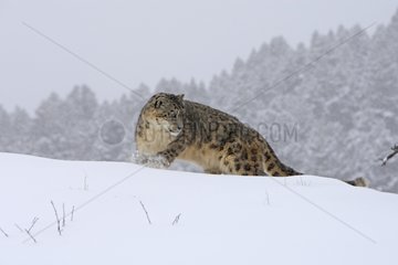 Snow leopard walking in the snow