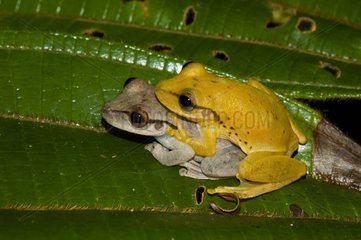 Coupling of Frogs Boeseman Guyana