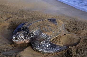Leatherback turtle on a french Guiana breeding beach