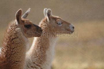 Portrait of two Lamas North Chile
