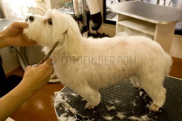 Woman cutting dog hairs in a beauty salon