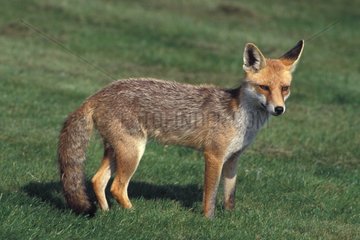 Yvelines Red Fox Porträt