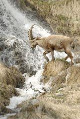Ibex mÃ¤nnlich am Rande eines Torrent -Vanoise Frankreichs