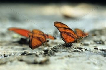 Julia Heliconianer Schmetterlinge werden auf dem Boden Brasilien getrocknet