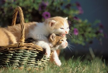 1 Monat alte Kätzchen  die in einem Korb spielen