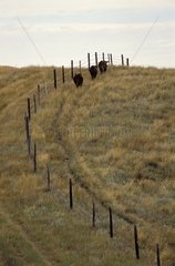 Cows walking along a fence Saskatchewan Canada