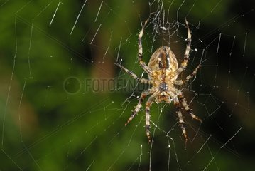 Cross orbweaver at steal on its web France