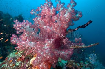 Weiche Korallenmalediven
