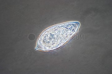 Close up of an egg of Schistosome