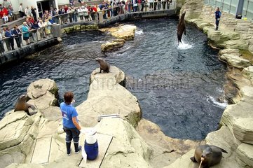 California Sea Lion während einer Show Nausicaa Frankreich